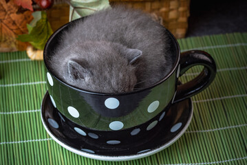 kot, brytyjski, niebieski, bicolor, kociak, domowych, felino, domowy, ssak, bobasy, filiżanka © yanek
