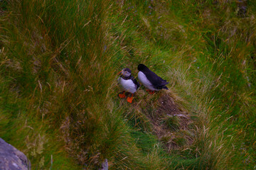Atlantic Puffin in Natural Habitat
