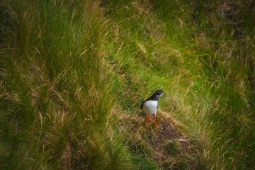 Atlantic Puffin in Natural Habitat