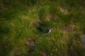 Atlantic Puffin in Natural Habitat