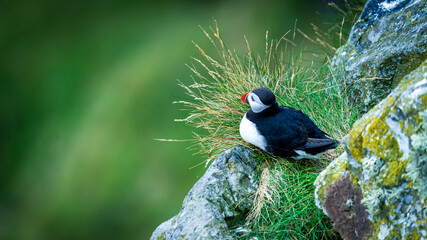Atlantic Puffin in Natural Habitat