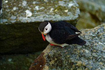 Atlantic Puffin in Natural Habitat