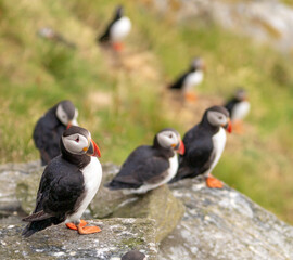 Atlantic Puffin in Natural Habitat