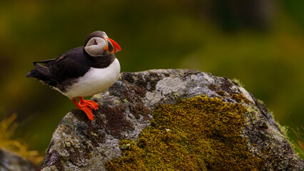 Atlantic Puffin in Natural Habitat