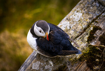 Atlantic Puffin in Natural Habitat