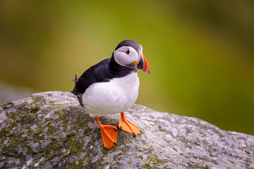 Atlantic Puffin in Natural Habitat