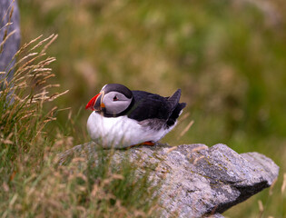 Atlantic Puffin in Natural Habitat