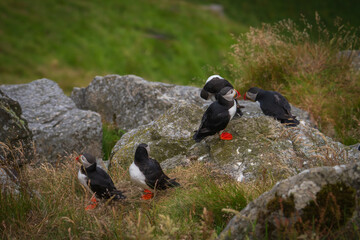 Atlantic Puffin in Natural Habitat