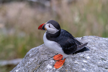 Atlantic Puffin in Natural Habitat