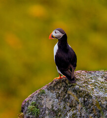 Atlantic Puffin in Natural Habitat