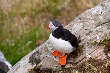 Atlantic Puffin in Natural Habitat