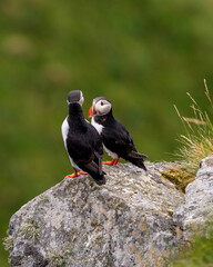 Atlantic Puffin in Natural Habitat