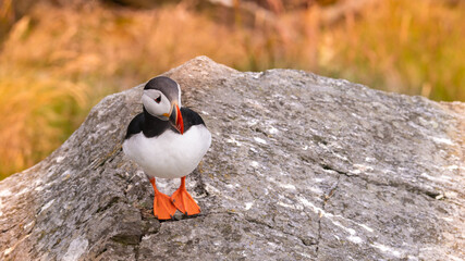 Atlantic Puffin in Natural Habitat