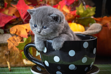 kot, brytyjski, niebieski, bicolor, kociak, domowych, felino, domowy, ssak, bobasy, filiżanka © yanek