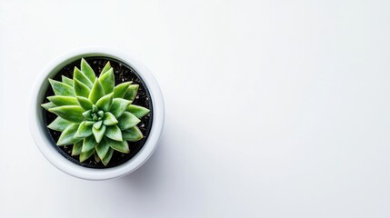 Green Succulent Plant in Minimalist White Pot