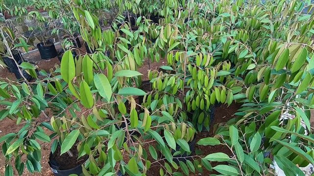 Bawor durian tree seeds