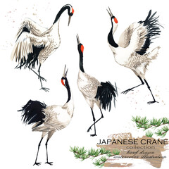Watercolour set Japanes Crane in different poses isolated on a white background