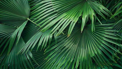 熱帯植物の葉の背景画像（Tropical plant leaves background image）
