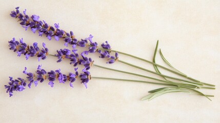 Naklejka premium Beautiful Lavender Sprigs on Soft Background