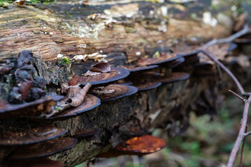 Mushroom on a rock