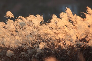 가을의 야외 풍경 - 억새풀