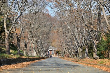 낙엽이 진 가을 수목원 풍경, 진주수목원