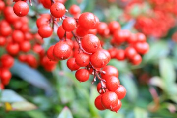 가을 풍경, 빨갛게 익은 남천 열매