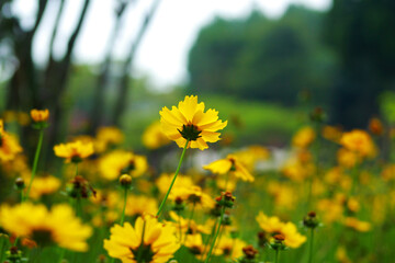 Obraz premium beautiful yellow flowers in the garden
