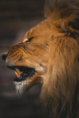 Profile of a Majestic Male Lion