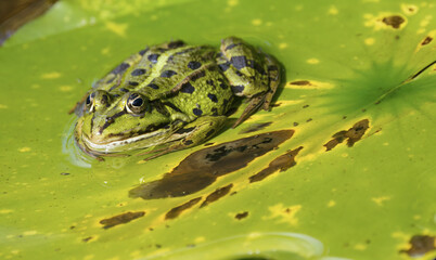  Tree frog on a green pond lily, green frog on a water lily pad, water frog on the pond, Pelophylax from the front