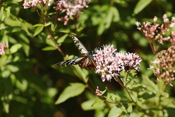 咲き始めのフジバカマにアサギマダラ