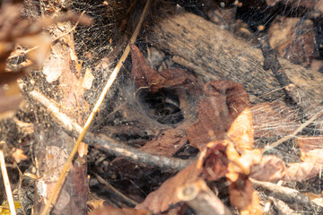 A web with a spider's nest inside