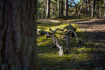 Green leaves of Lingon berry, Lingon berry bushes in forest
