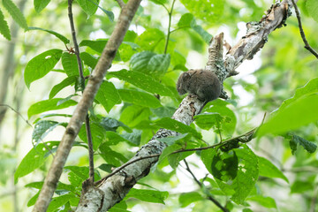 A small mouse perched on a deciduous tree on a summer evening in Estonia, Northern Europe
