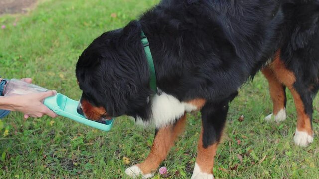 Bernese Mountain Dog drinks water from a portable collapsible blue bowl. 