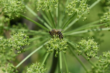 Honey bee, Apis mellifera, Angelica, Archangelica