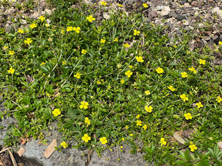 Bloodroot, Potentilla erecta