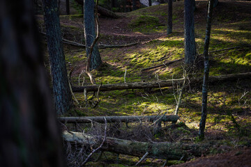 Obraz premium Path through gloomy forest with black trees. Selective focuse