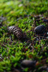 Close-up of a pine cone resting on a moss on forest floor