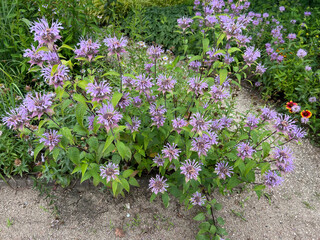 Indian nettle, monarda, didyma