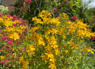 St. John's wort, Hypericum perforatum