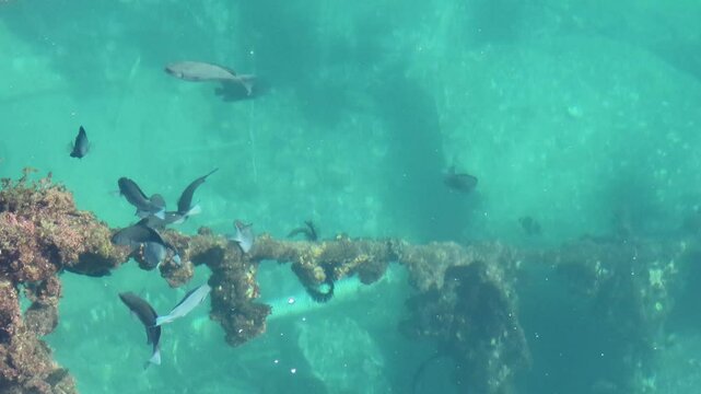 海の上から見たロープについた海藻を食べる黒い魚のメジナ
