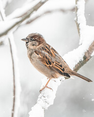 Sparrow on snow