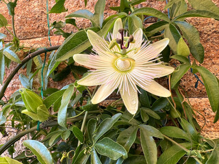 Passion flower, Passiflora, caerulea
