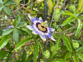 Passion flower, Passiflora, caerulea