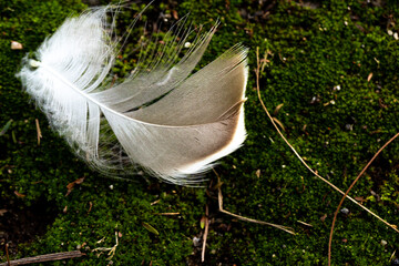 Pena de ave de cor branca sobre relva de verde. 