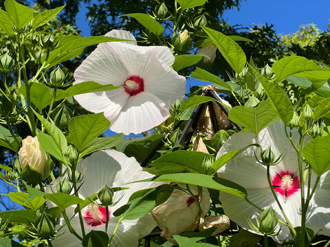 Swamp mallow, Hibiscus, moscheutos