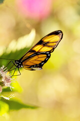 Borboleta Monarca pousada em flor branca.