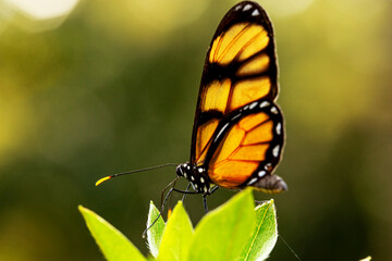Fototapeta premium Borboleta Monarca pousada em flor branca.