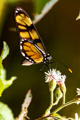 Obraz premium Borboleta Monarca pousada em flor branca.